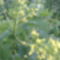 Bugás csörgőfa - Koelreuteria paniculata