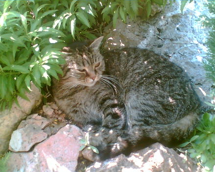 Kép Nokia6600 001