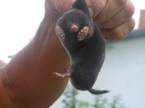 kiskertész