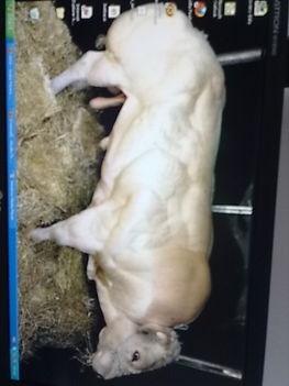 NAGYBULL
