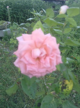 Rózsa szép rózsaszínben