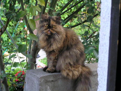 Szeszi