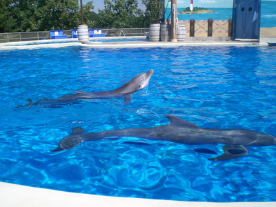 Okos delfinek