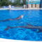 Okos delfinek