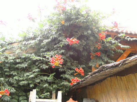 PICT1771