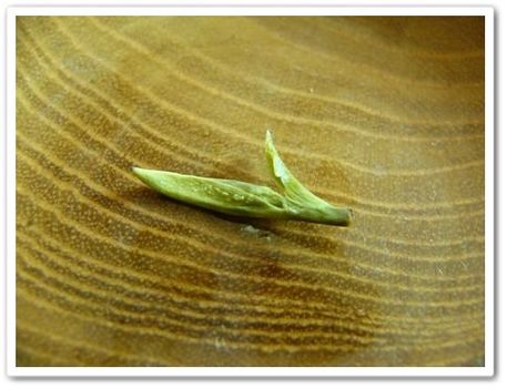 Shi Feng Long Jing2