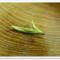 Shi Feng Long Jing2