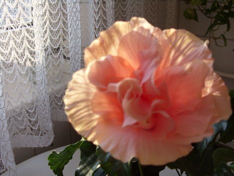 SN850081