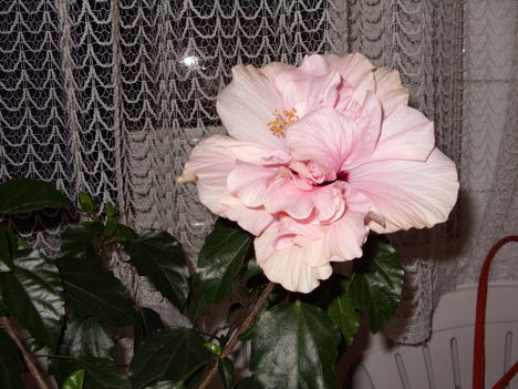 SN850155