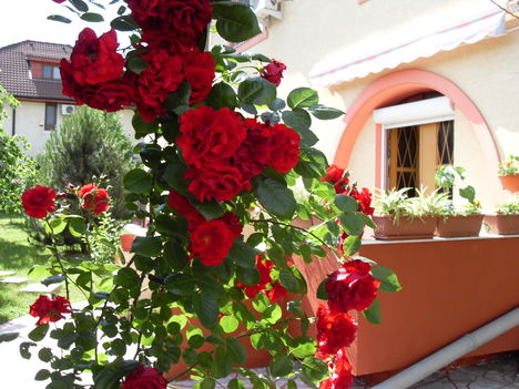 Flori_fete_si_baieti 048