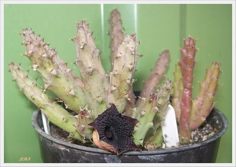 Huernia hystrix