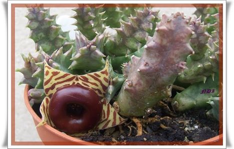 Huernia zebrina