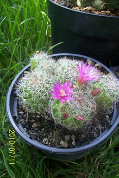 Mammillaria