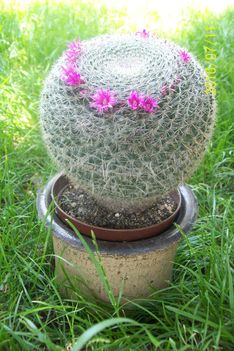 Mammillaria