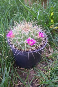 Mammillaria