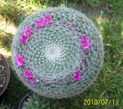 Mammillaria