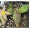 Piaranthus geminatus