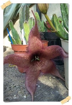 Stapelia grandiflora