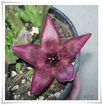 Stapelia hirsuta