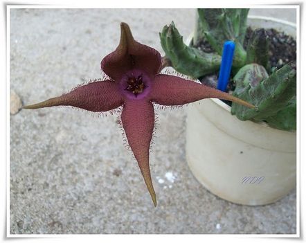 Stapelia schinzii