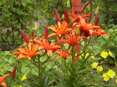 liliom