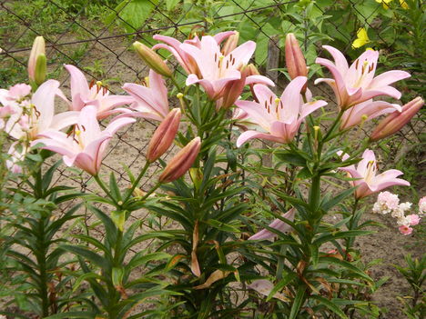 liliom