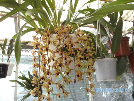 orchideák 050 M.cymbidium.
