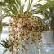 orchideák 050 M.cymbidium.