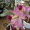 orchideák 052 cattleya.