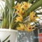 orchideák 053 M.cymbidium.