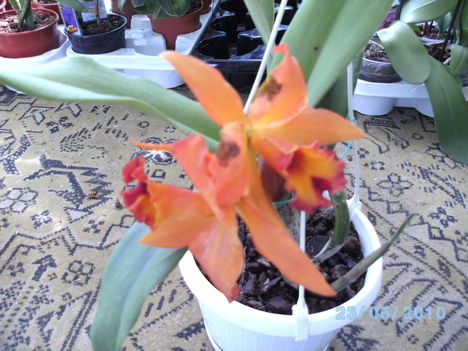 orchideák 059 cattleya.