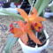 orchideák 059 cattleya.