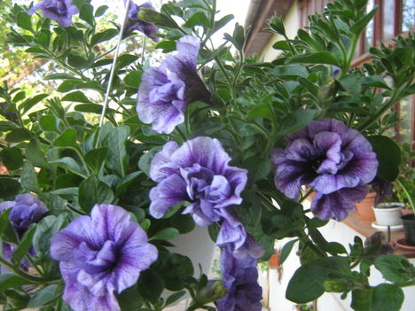 petunia