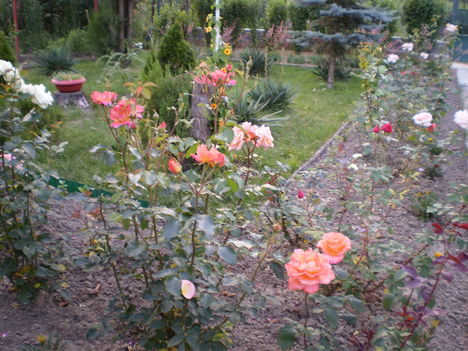 rózsák 043