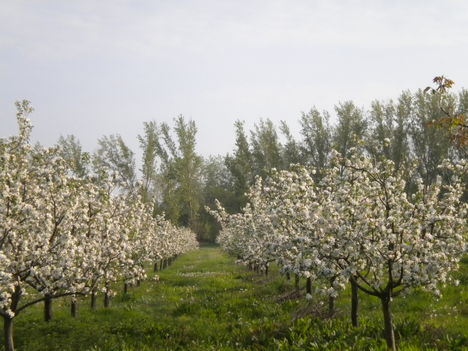 Tavasz az ablakból.
