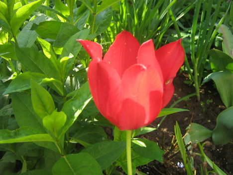 tulipan