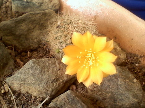 Rebutia