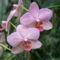 20070306152629_orchidea2