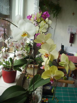 Orchideák 3