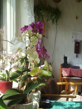 Orchideák 5