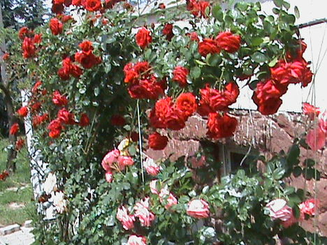 DSC00509