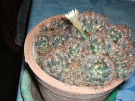 A kaktuszom
