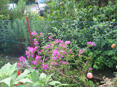 Bugenvillea