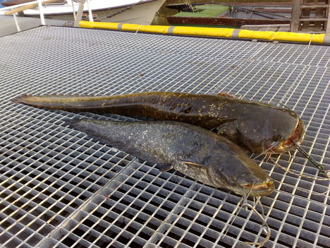 csallokozi-horgászat2 026