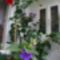 ibolyafa, szegfűvirágú hibiszkusz, mesevirág