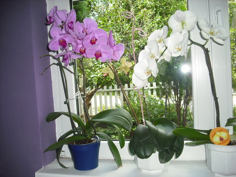 Orhideák 4