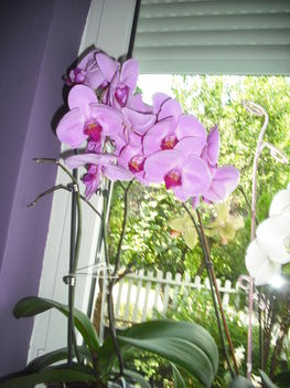 Orhideák 5