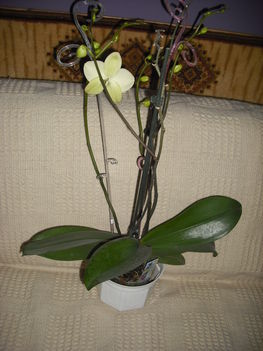 Orhideák 7