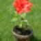 HIBISZKUSZ