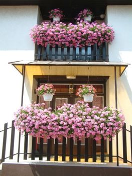 MUSKÁTLI  2010